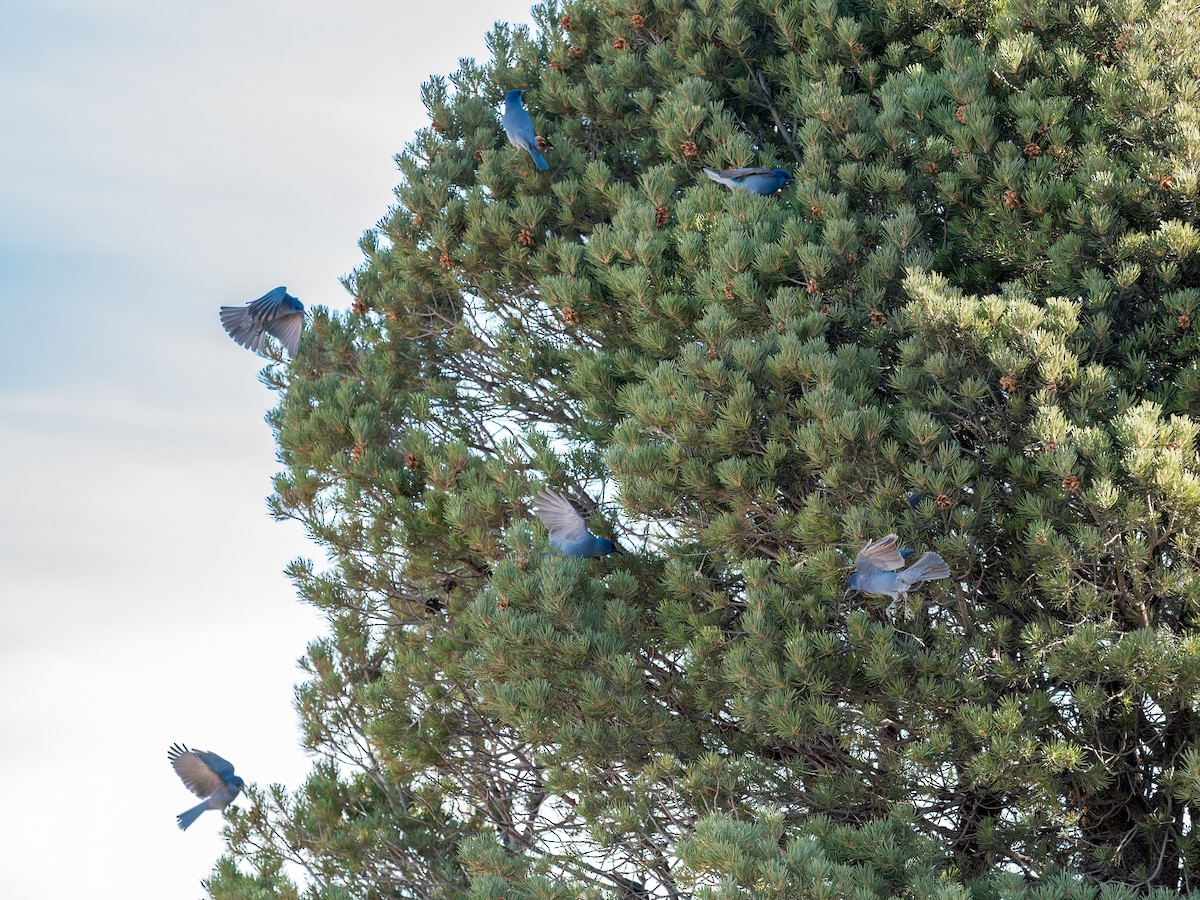 Chara Piñonera - ML646670167