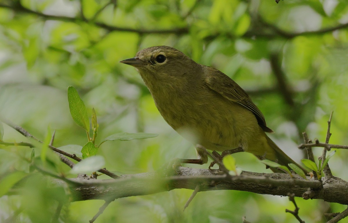 Reinita Coroninaranja - ML646670169