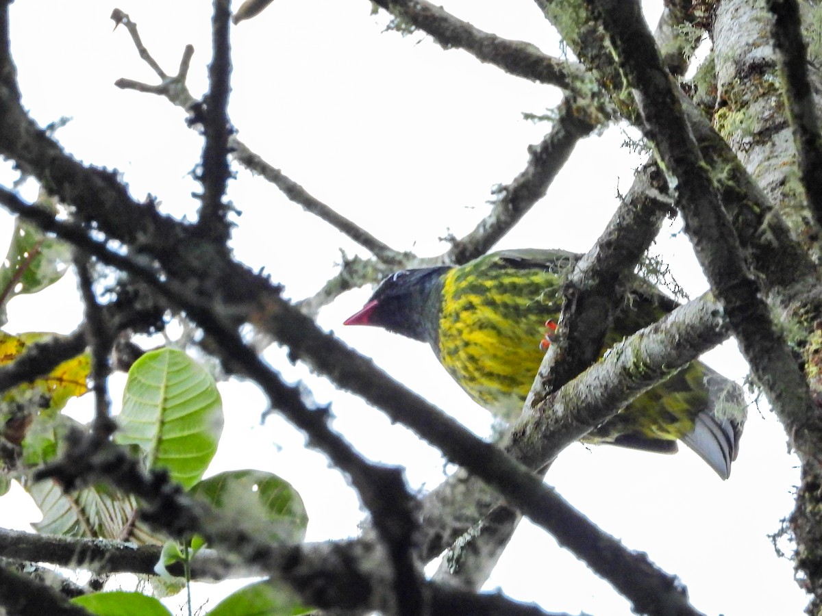 Green-and-black Fruiteater - ML646670170