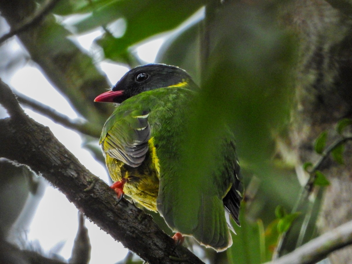 Green-and-black Fruiteater - ML646670171