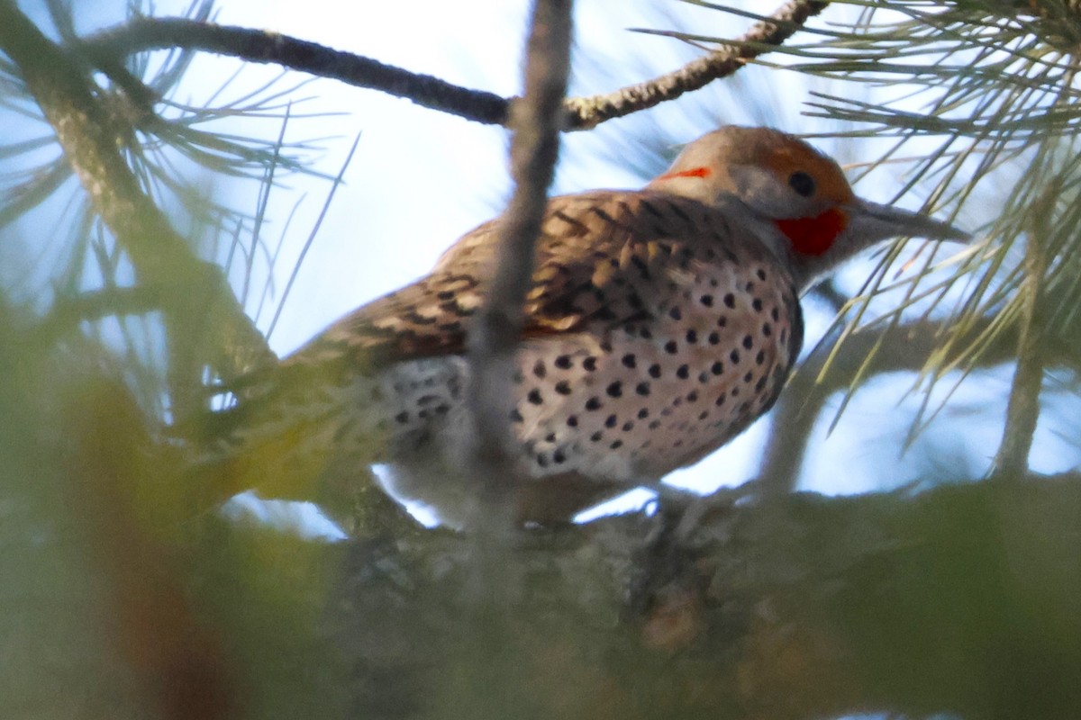 datel zlatý [skupina cafer] - ML646670172