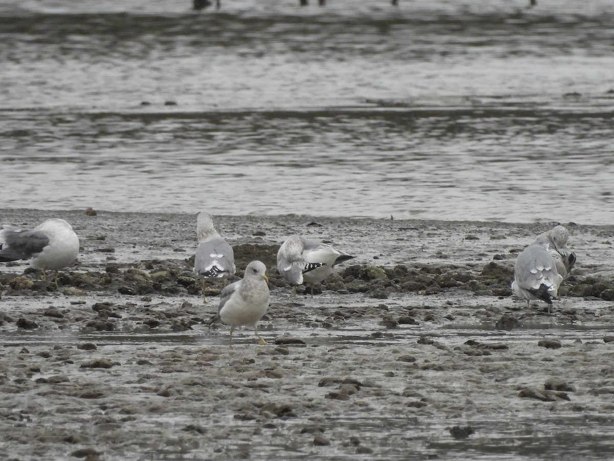 Short-billed Gull - ML646670177