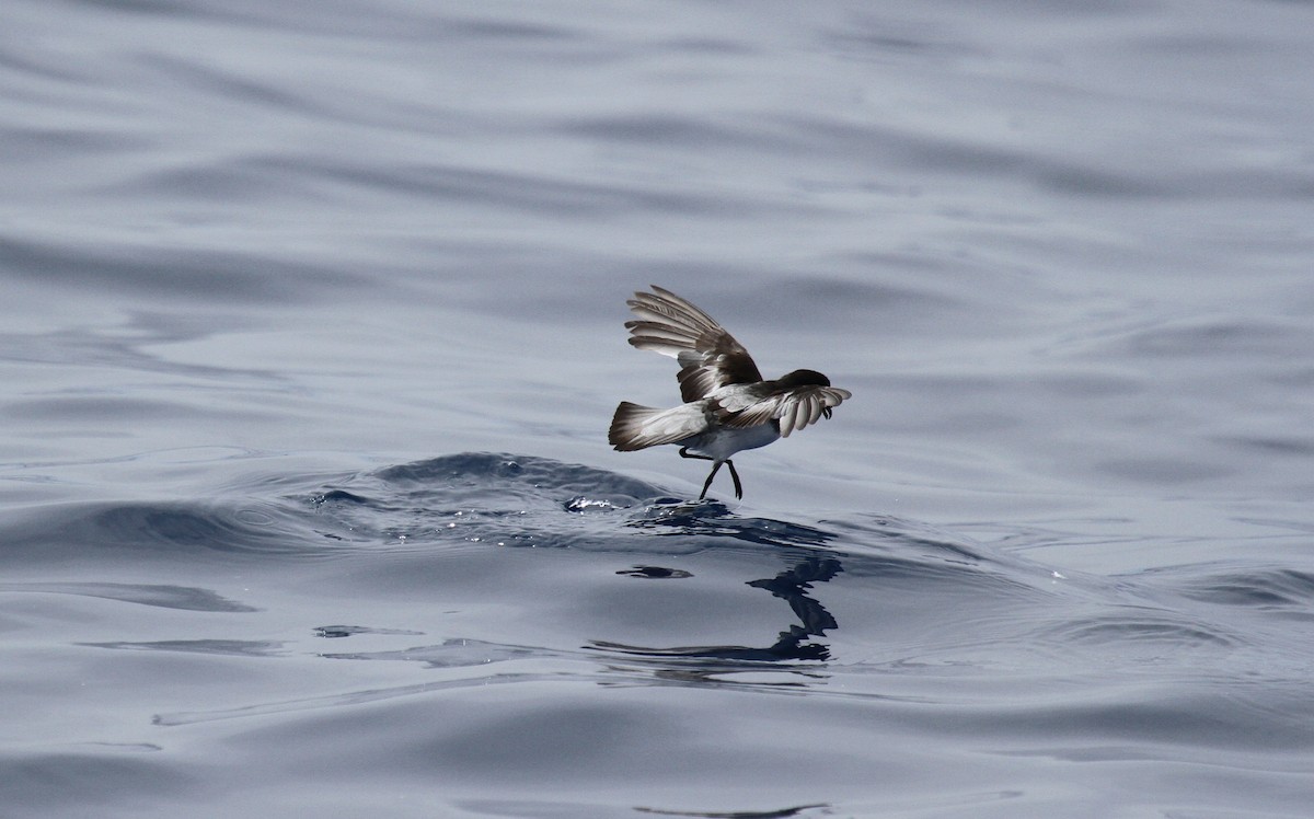 Gray-backed Storm-Petrel - ML646670178