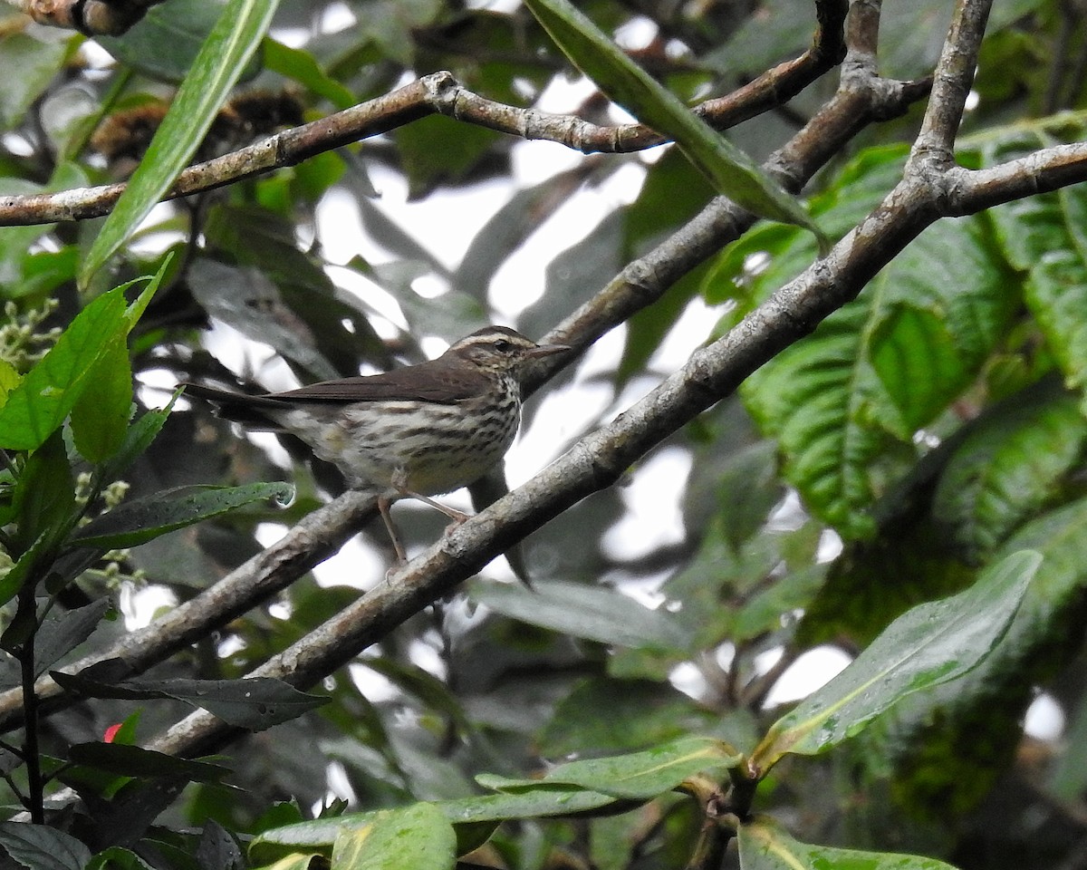 Northern Waterthrush - ML646670179