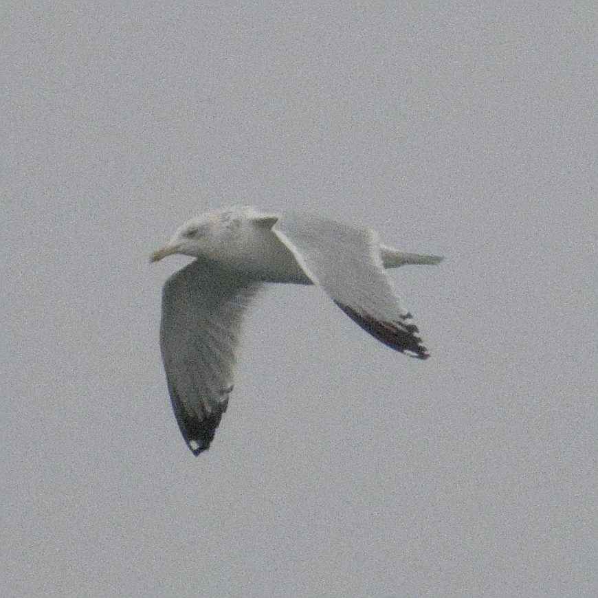 アメリカセグロカモメ - ML646670180