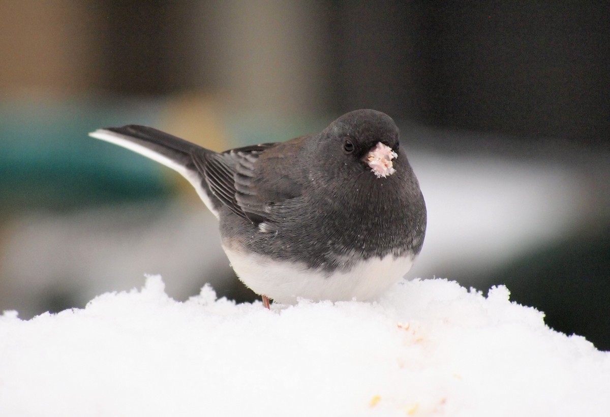 Dark-eyed Junco - ML646670182