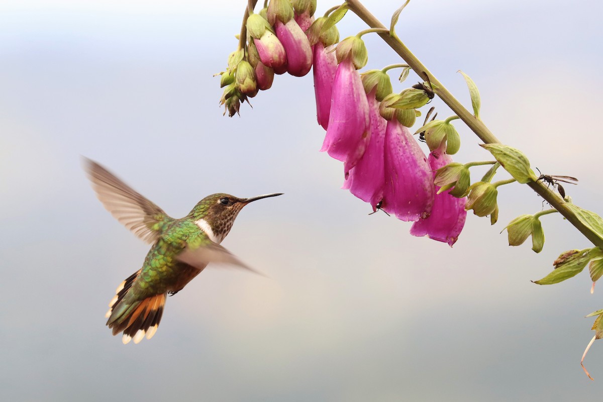 バラエリフトオハチドリ - ML646670183