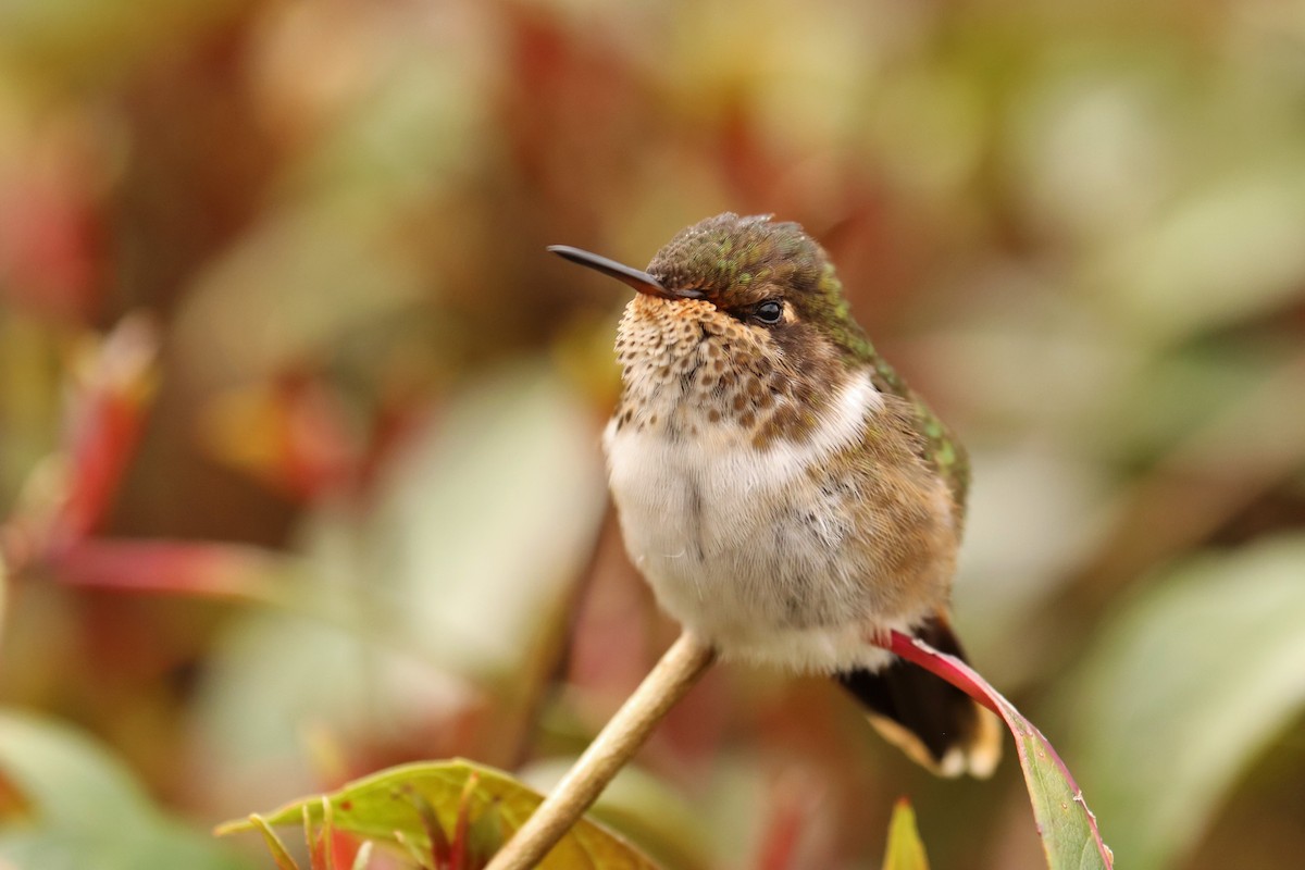 バラエリフトオハチドリ - ML646670184