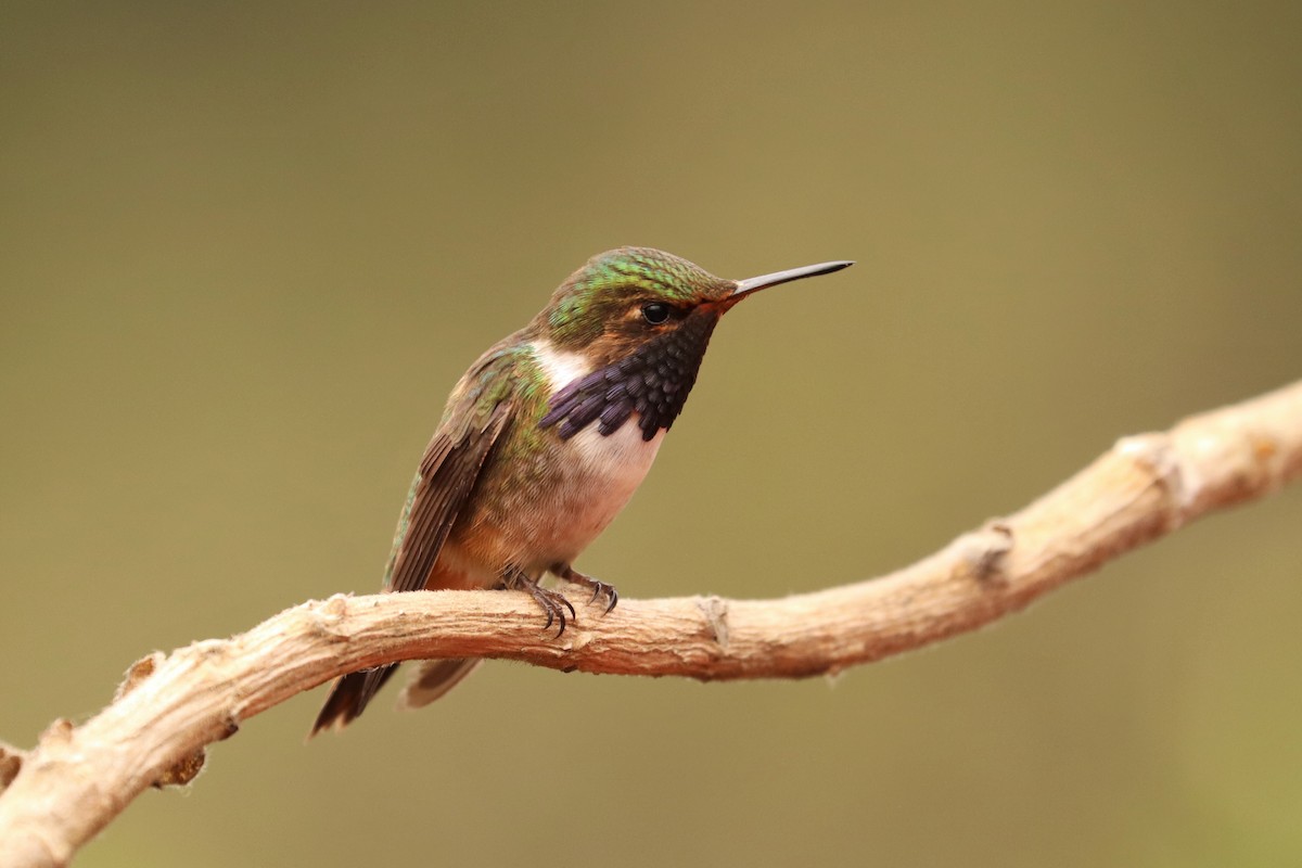 バラエリフトオハチドリ - ML646670185