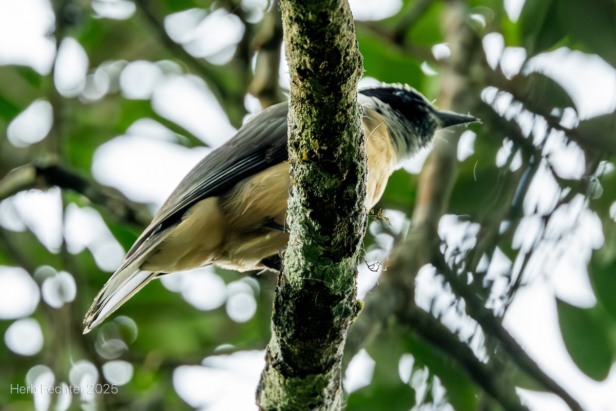 Vanga Cabecinegro - ML646670186