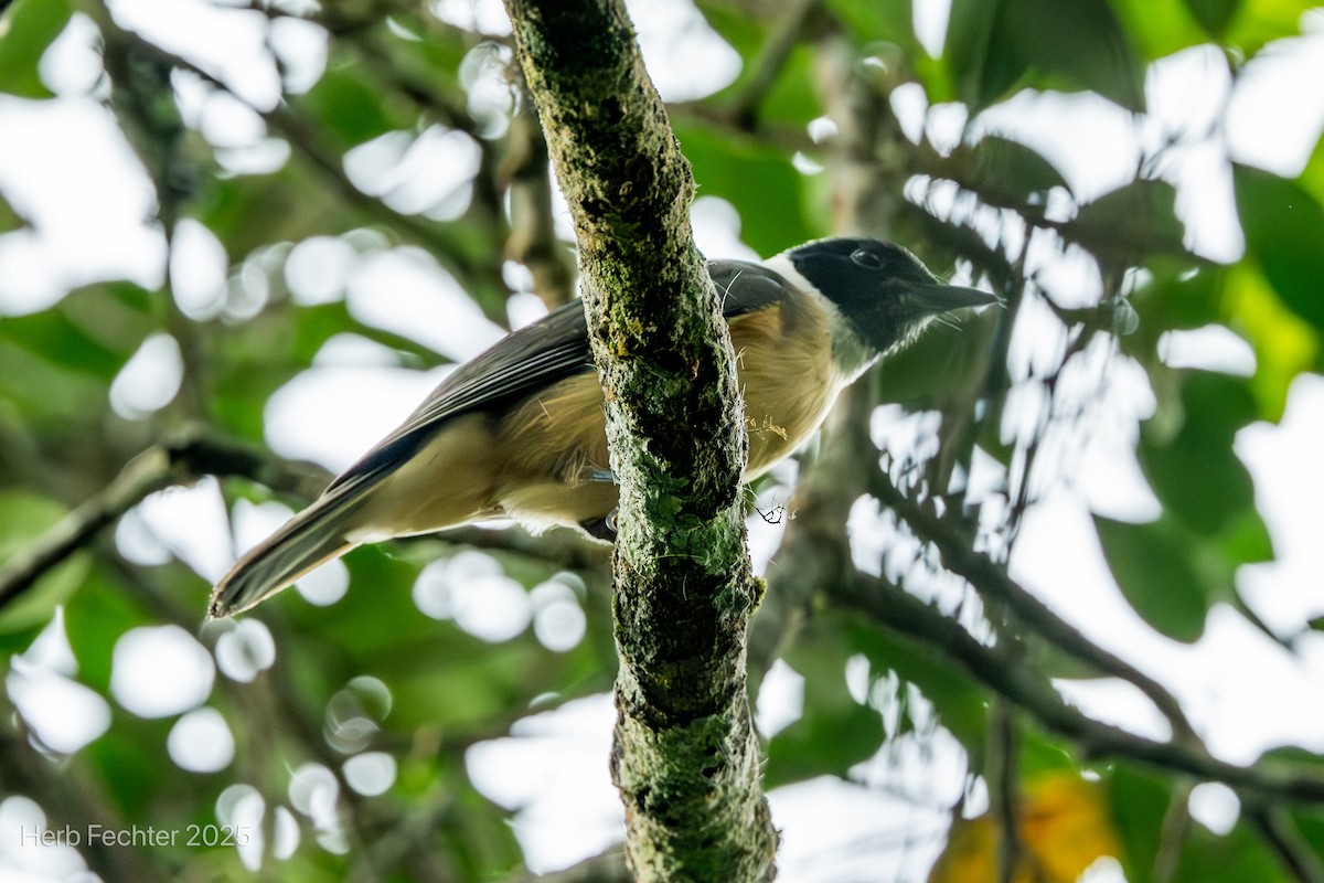 Vanga Cabecinegro - ML646670187