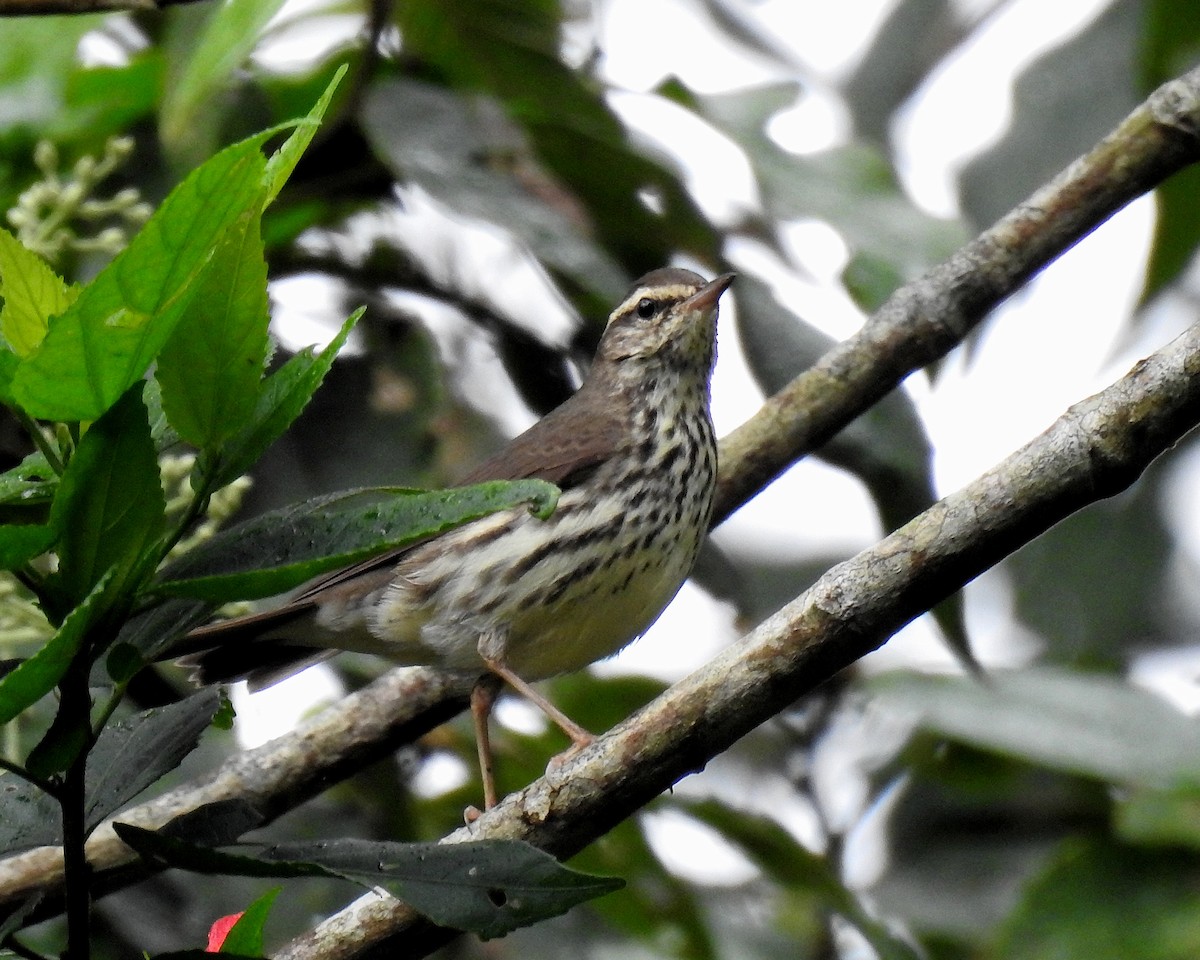 Northern Waterthrush - ML646670189