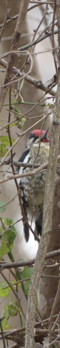 Yellow-bellied Sapsucker - ML646670190