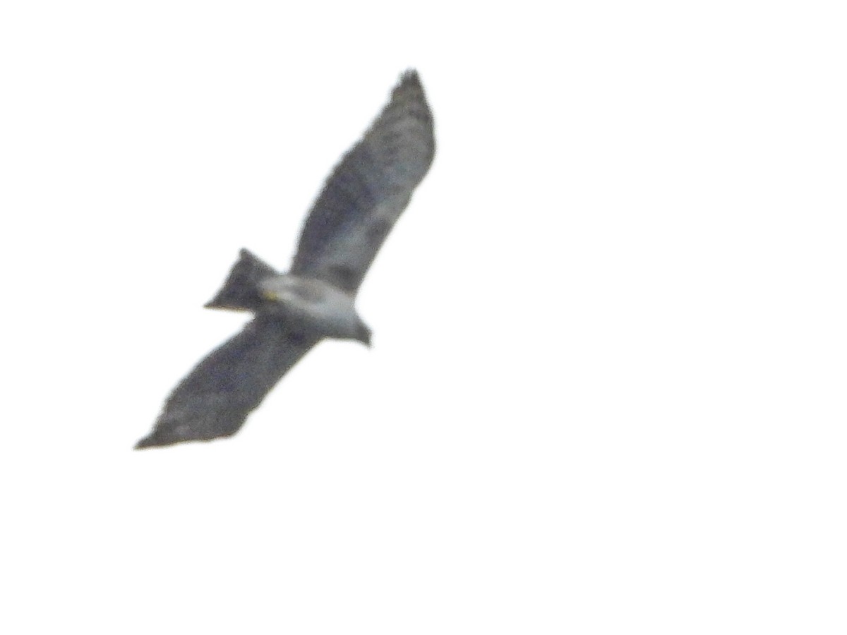 Black-and-chestnut Eagle - ML646670191