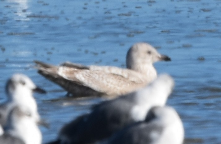 Polarmöwe (Thayermöwe) - ML646670192