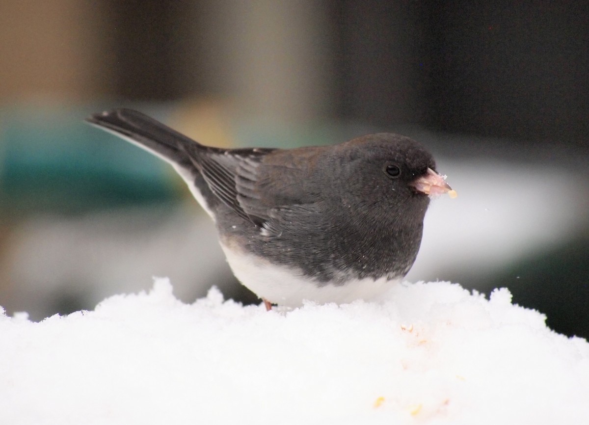 Dark-eyed Junco - ML646670193