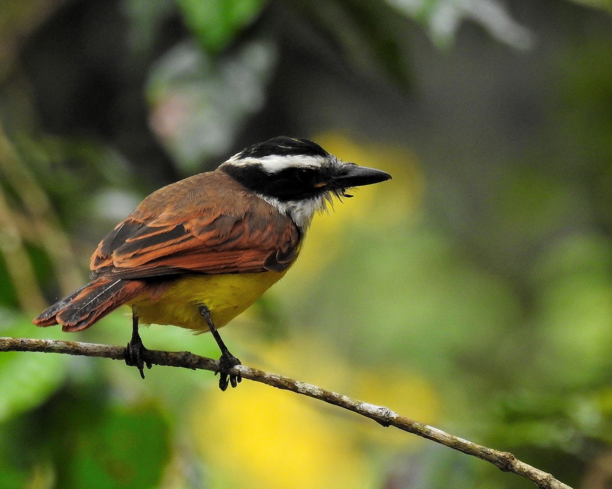 Great Kiskadee - ML646670194