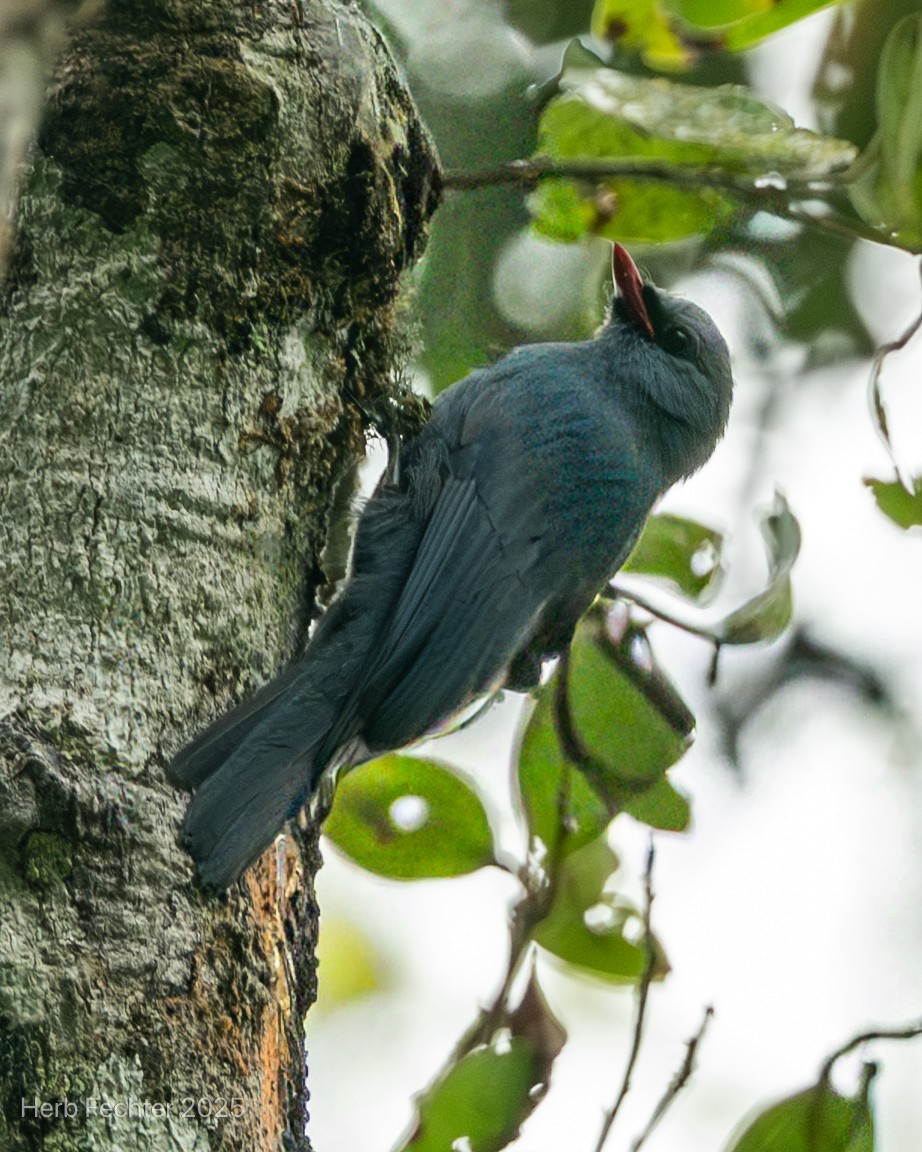 Vanga Trepador - ML646670195