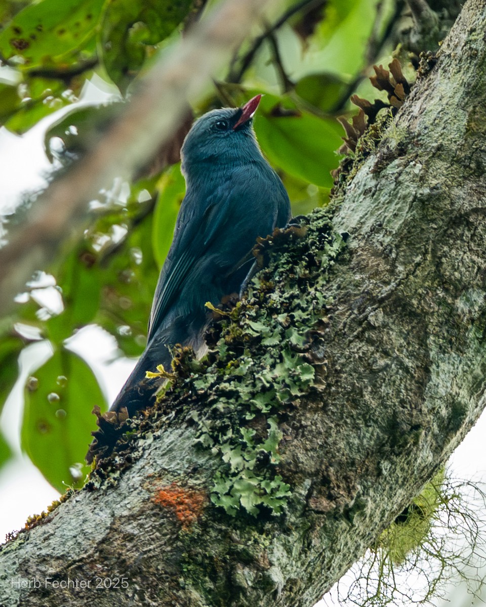 Vanga Trepador - ML646670196