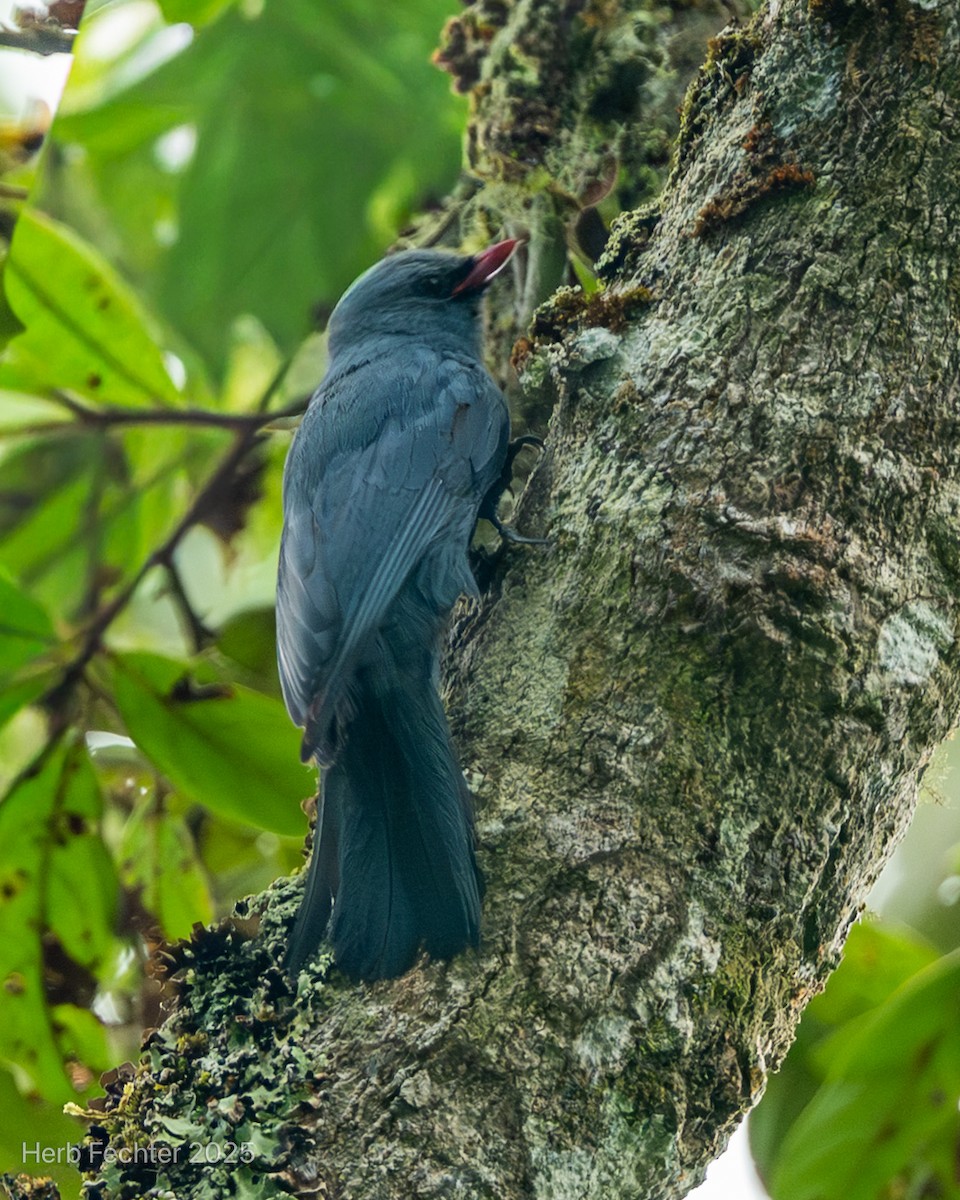 Vanga Trepador - ML646670197