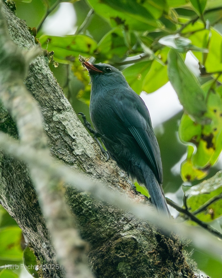 Vanga Trepador - ML646670198