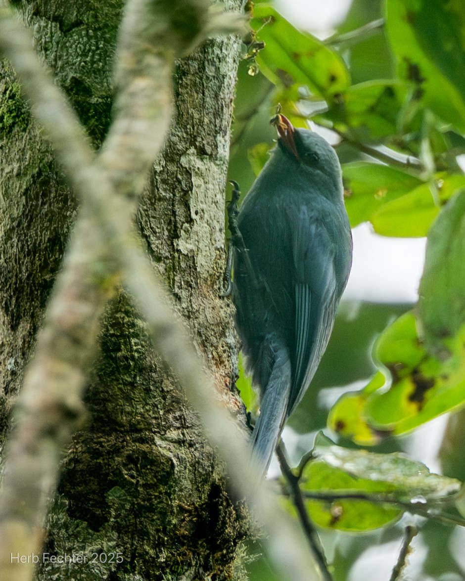 Vanga Trepador - ML646670199