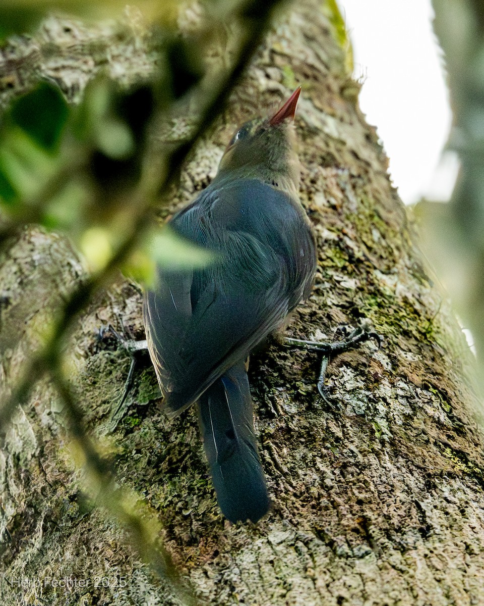 Vanga Trepador - ML646670200