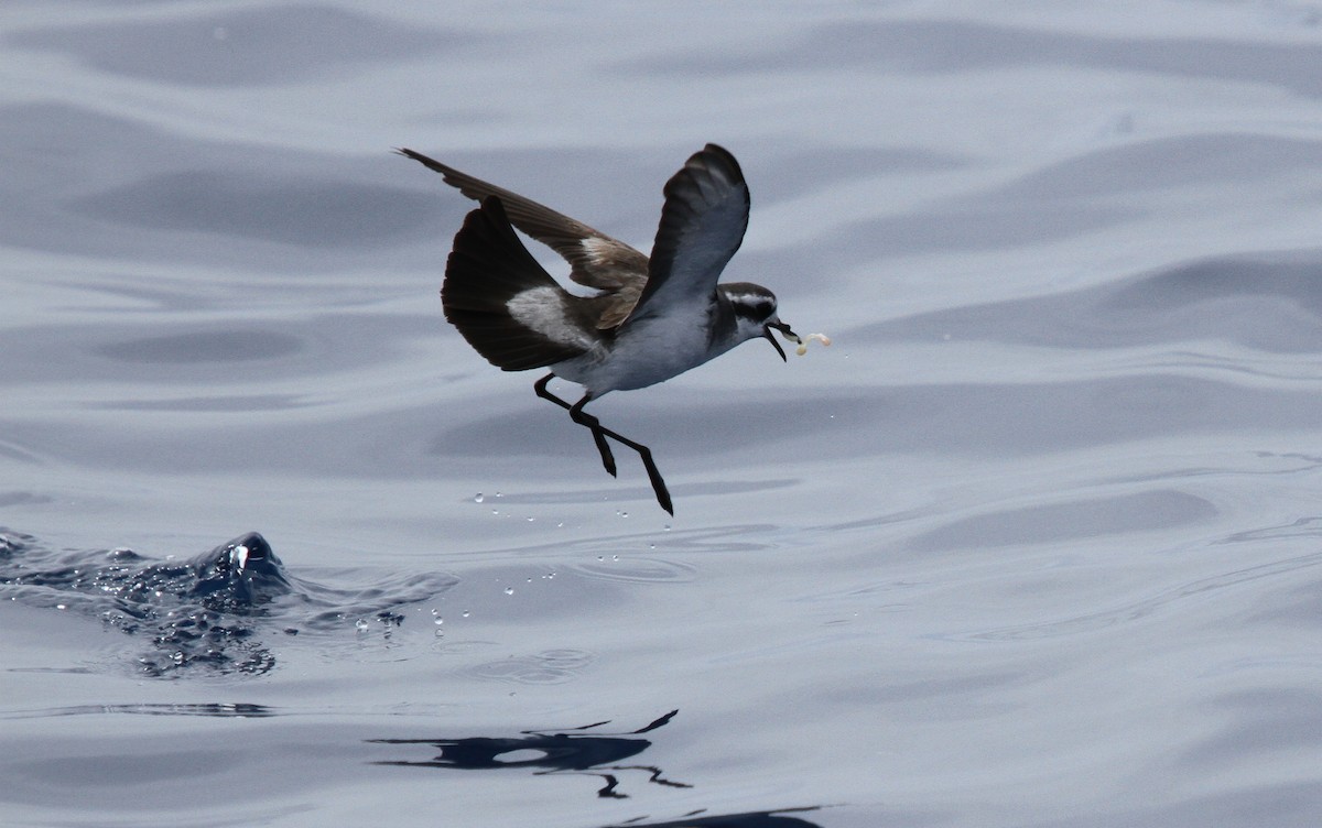 יסעורון לבן-פנים - ML646670202