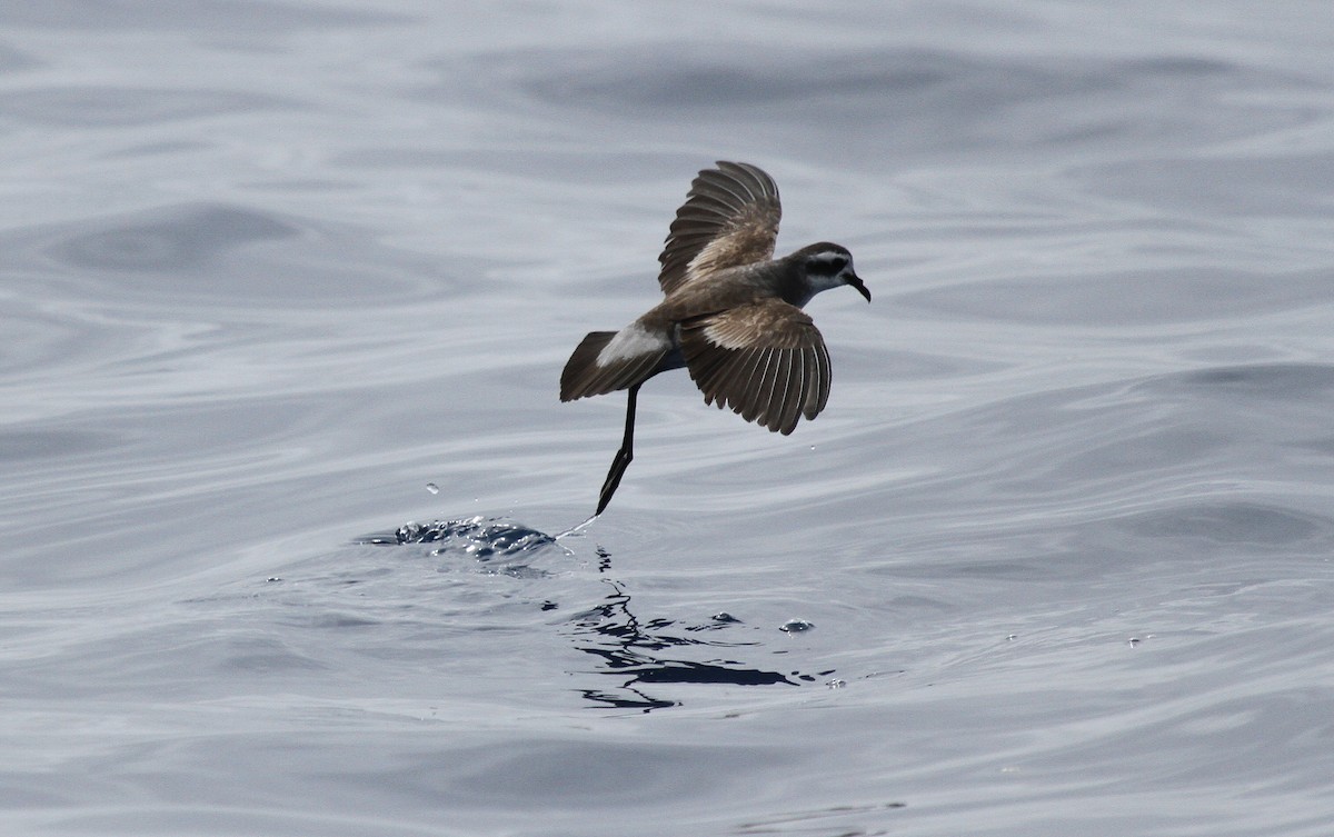 White-faced Storm-Petrel - ML646670203