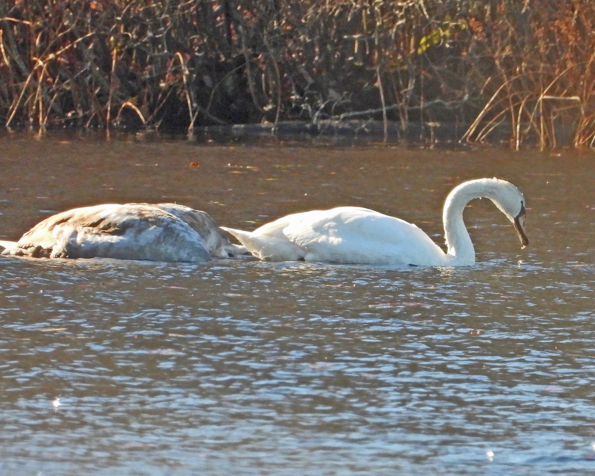 Mute Swan - ML646670207