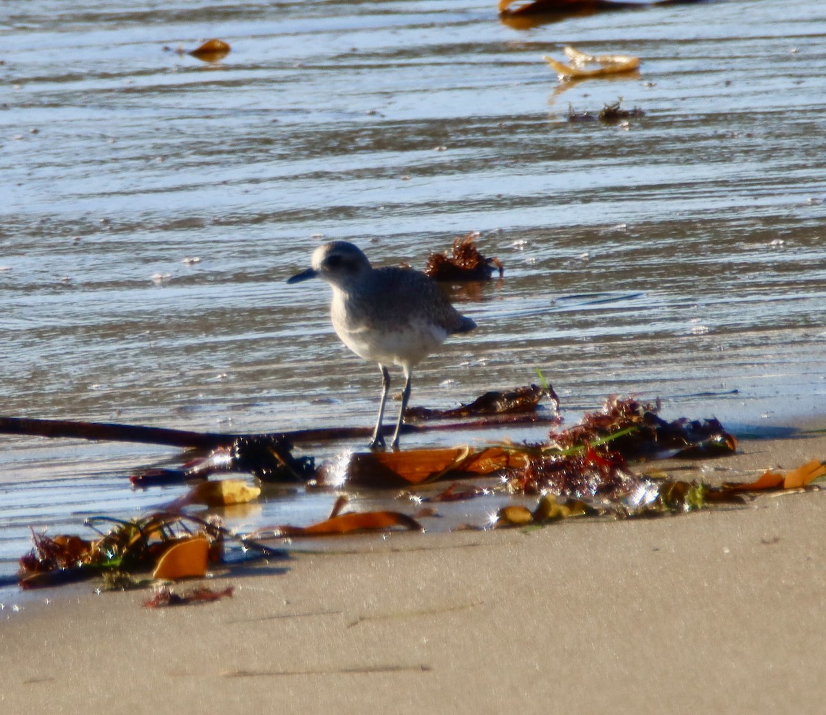 Chorlito Gris - ML646670208