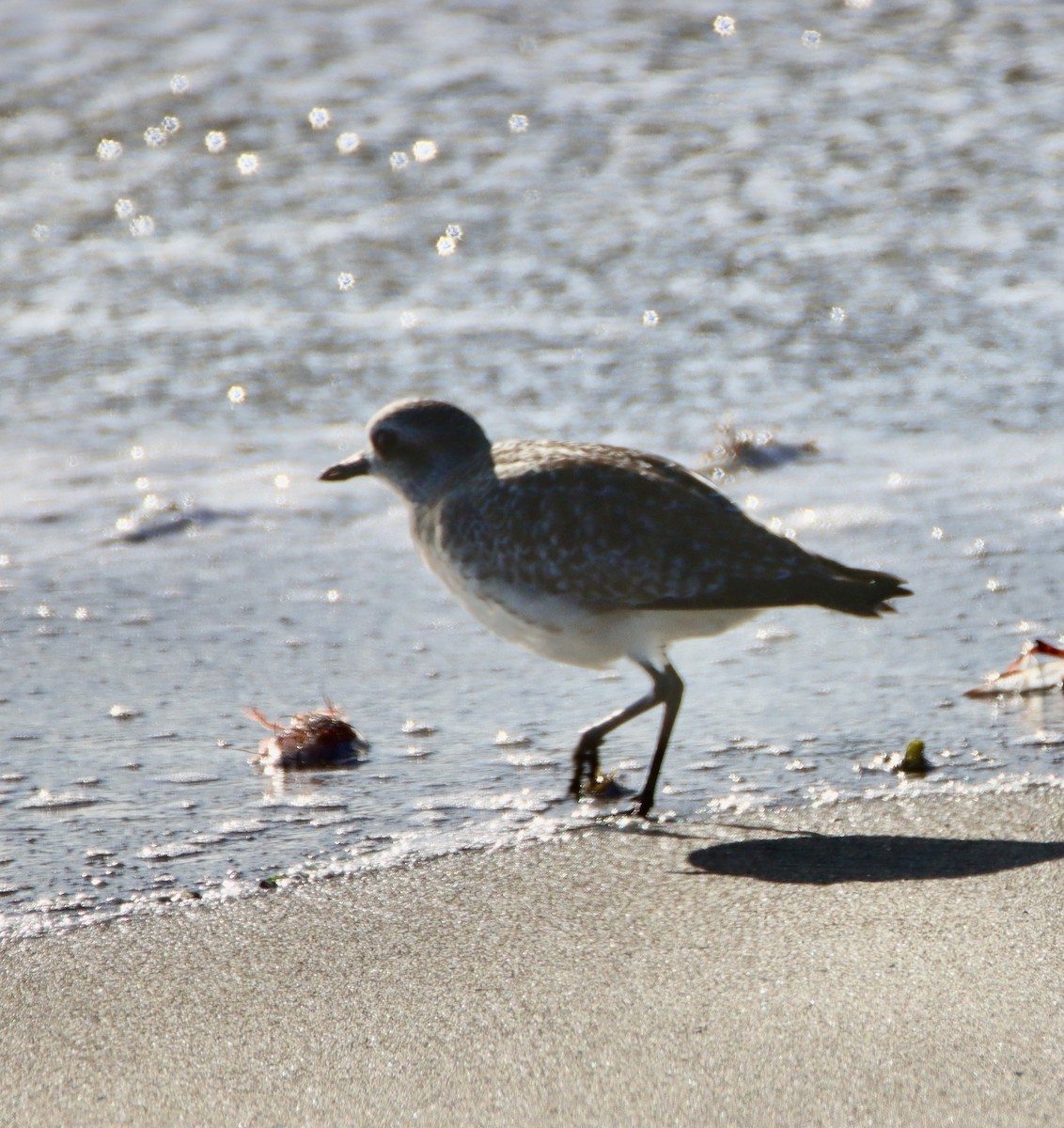 Chorlito Gris - ML646670209