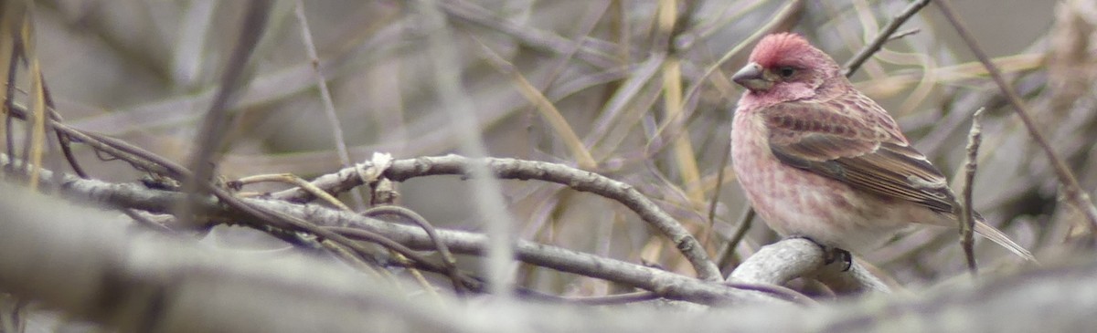 hýl nachový - ML646670210