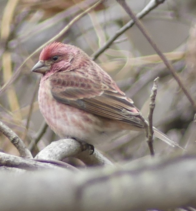 hýl nachový - ML646670211