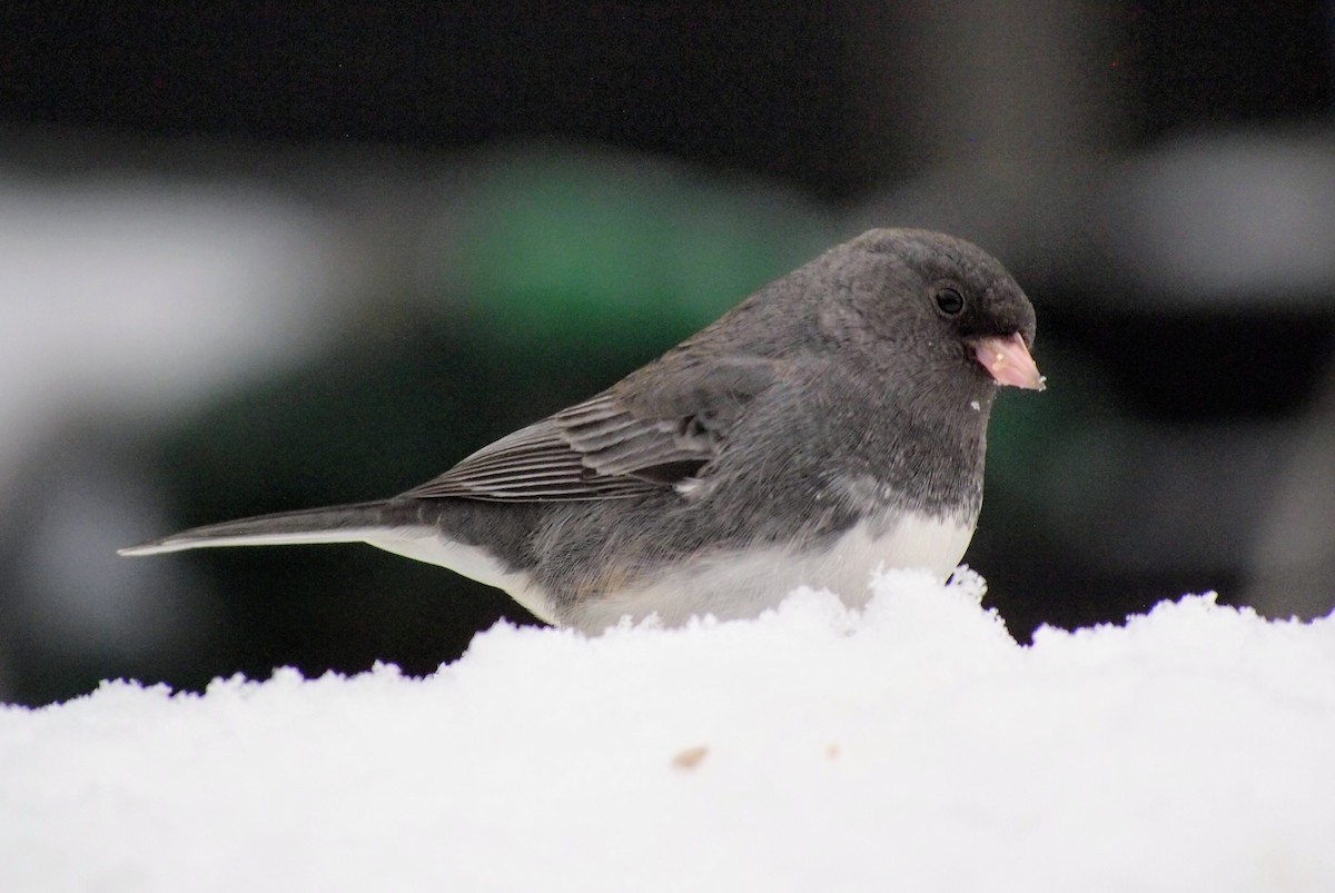 Dark-eyed Junco - ML646670212