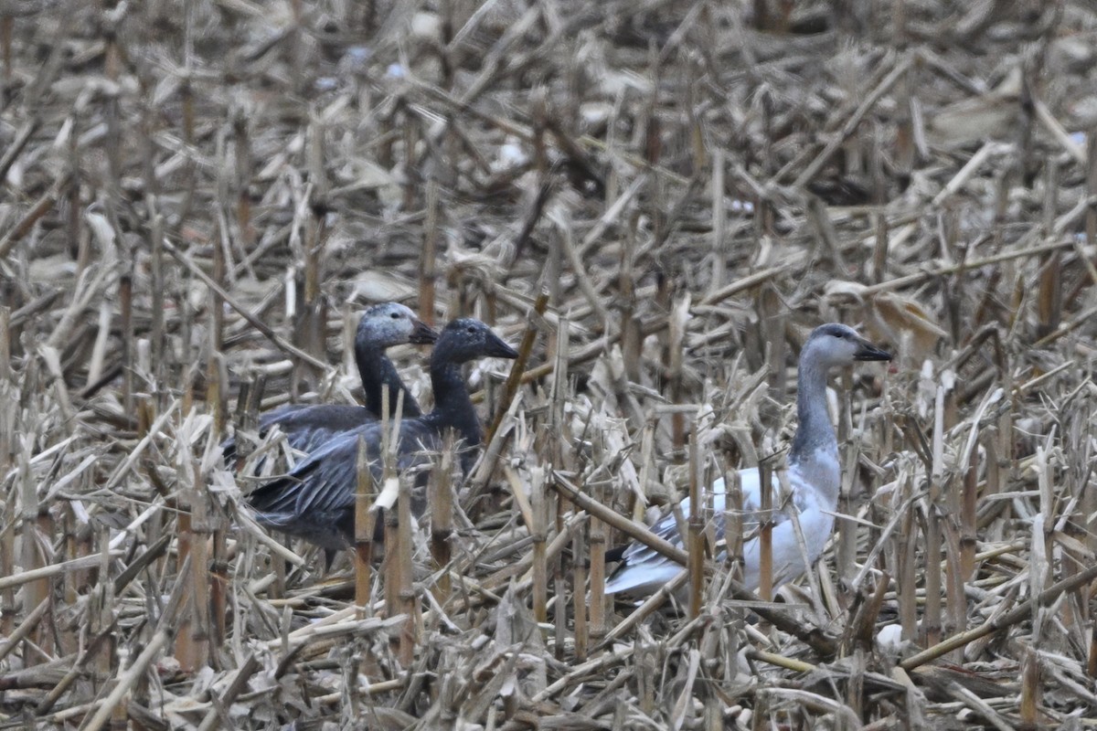 אווז שלג - ML646670217