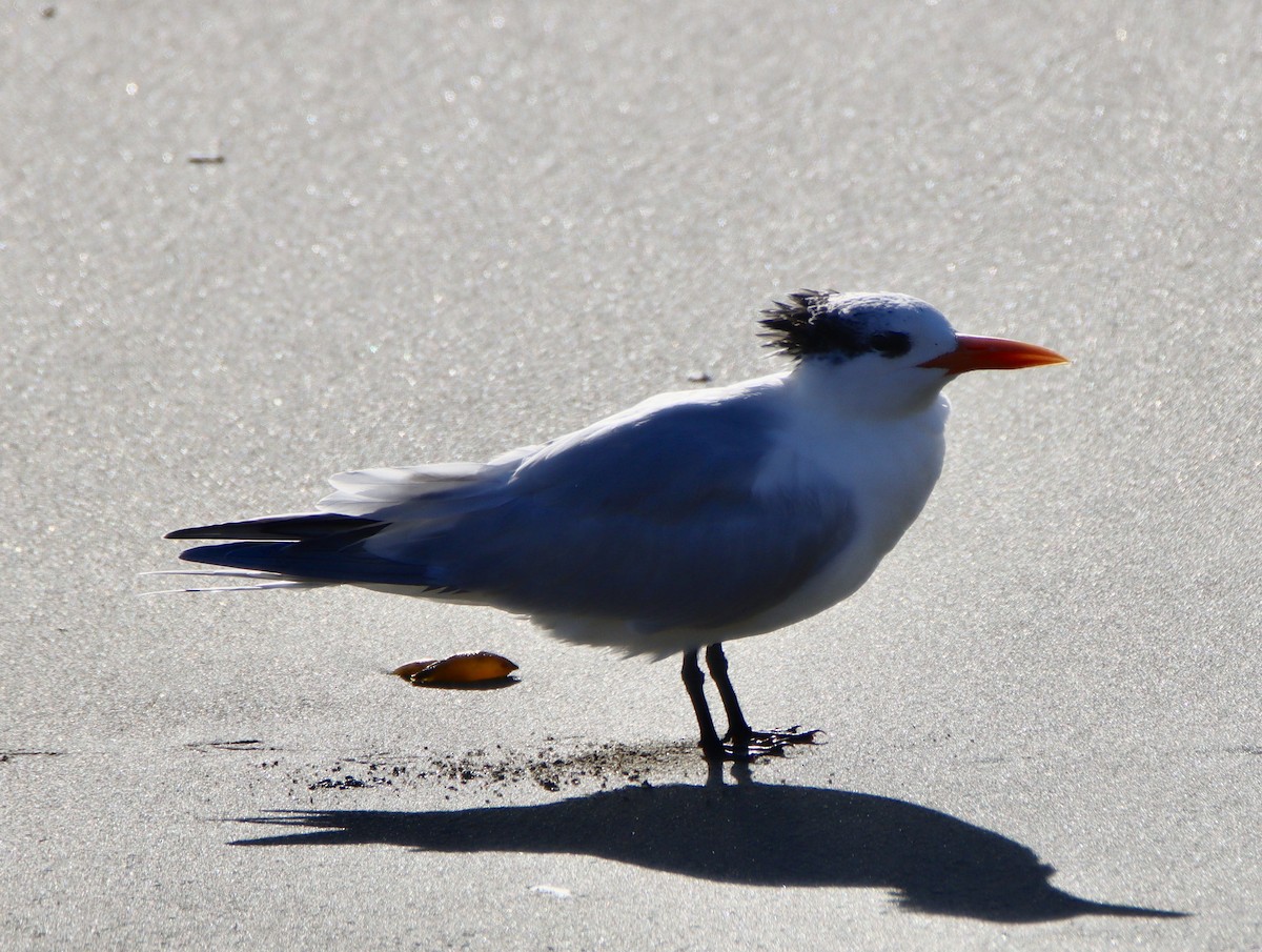 שחפית גדולה - ML646670218