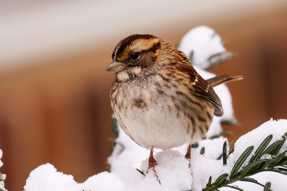 גיבתונית לבנת-גרון - ML646670219
