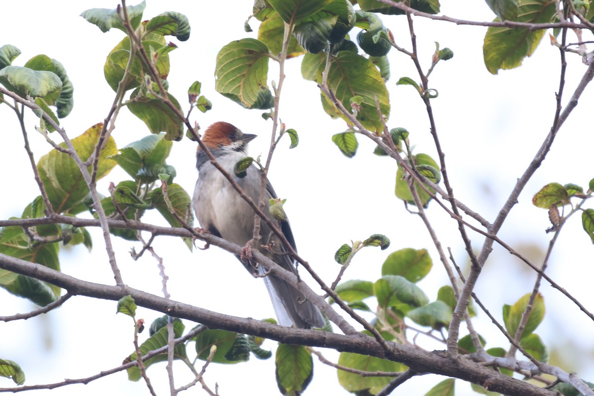 Rufous-eared Brushfinch - ML646670220