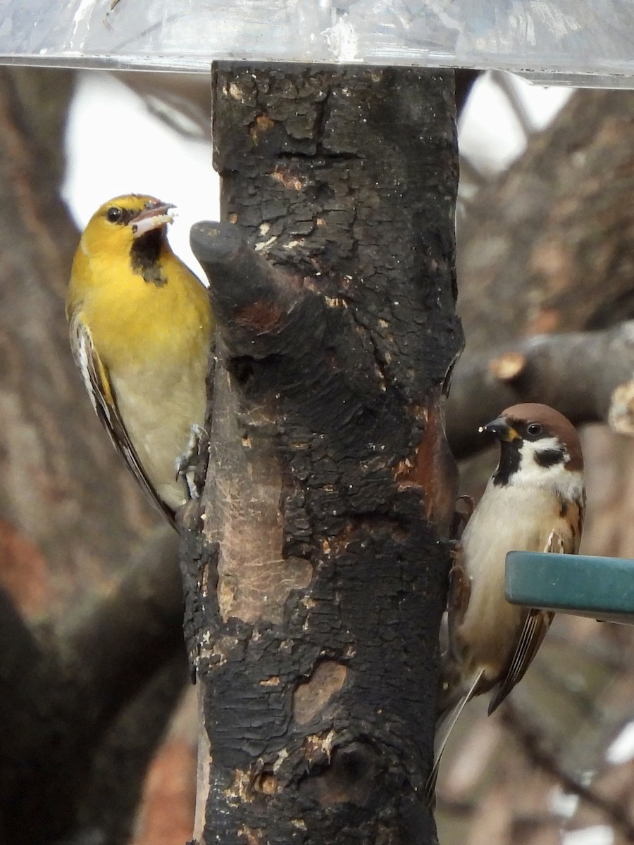 Bullock's Oriole - ML646670221