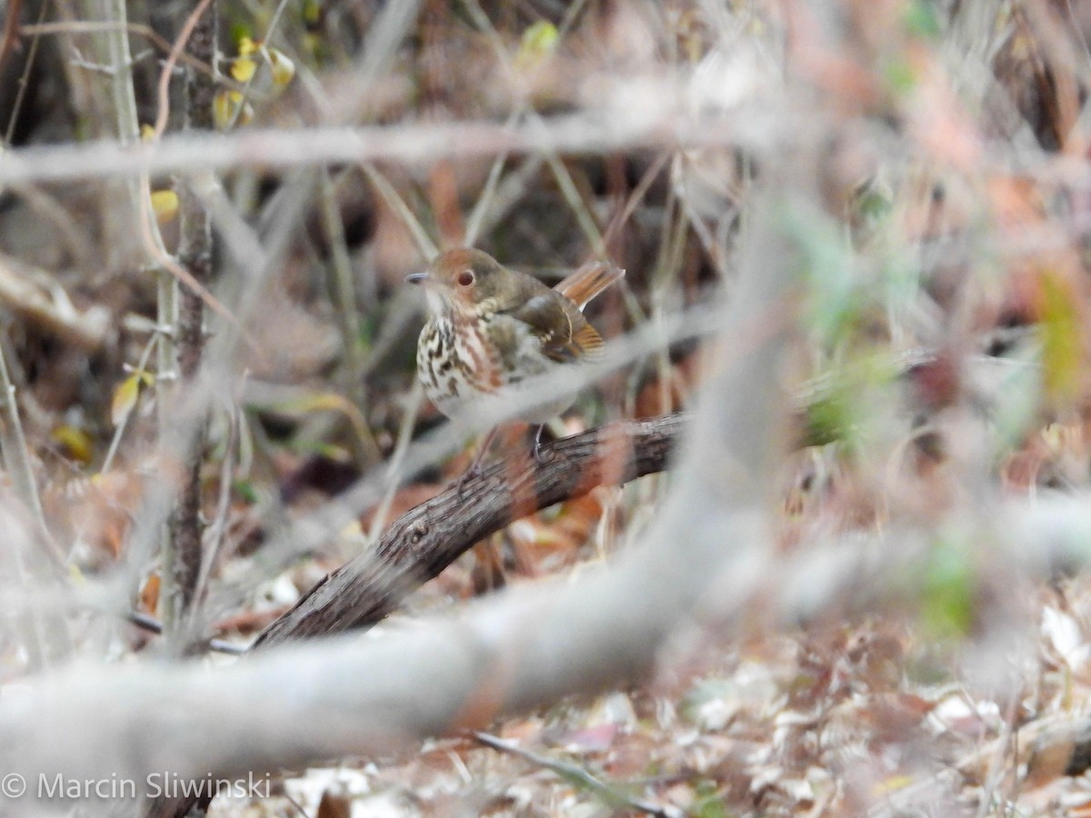 קיכלי חלוד-זנב - ML646670222
