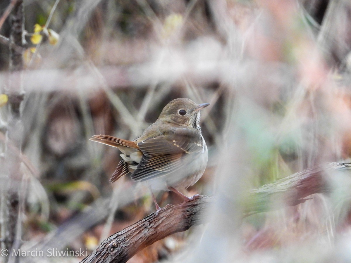 קיכלי חלוד-זנב - ML646670223
