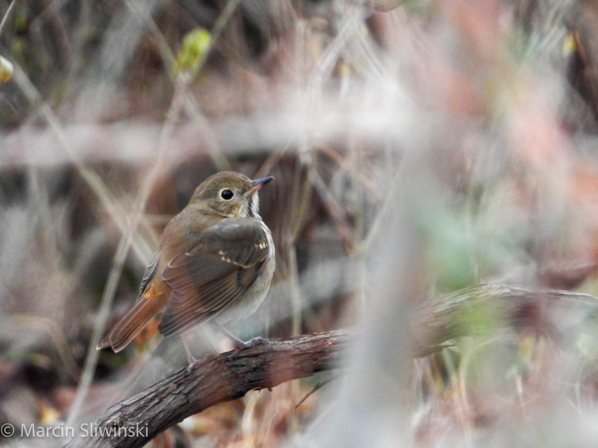 קיכלי חלוד-זנב - ML646670224