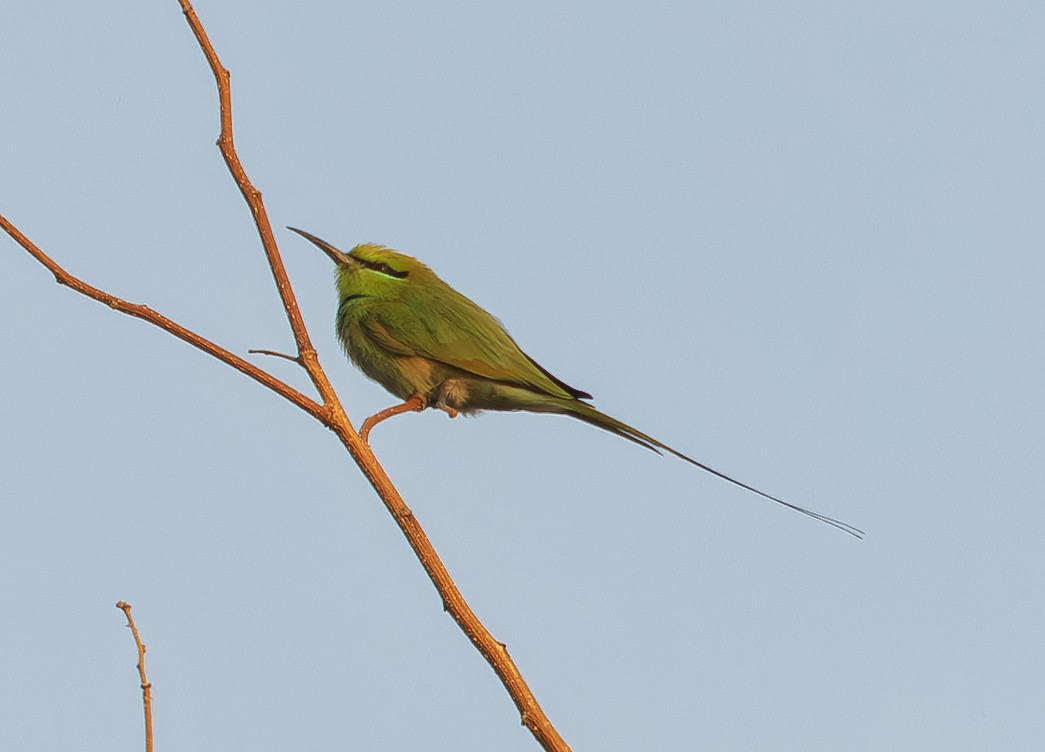 שרקרק צהוב גרון - ML646670225