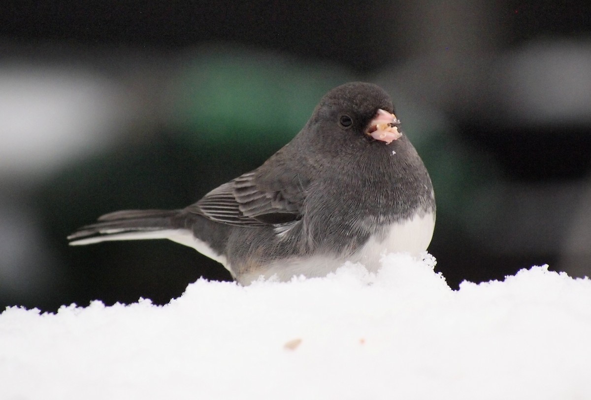 יונקו כהה-עין - ML646670226