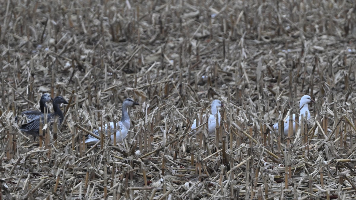 אווז קנדי - ML646670227