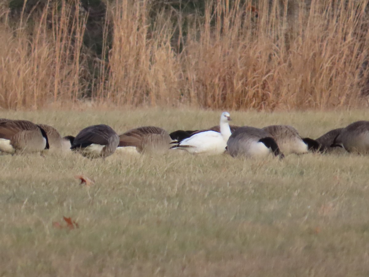 אווז קנדי - ML646670228