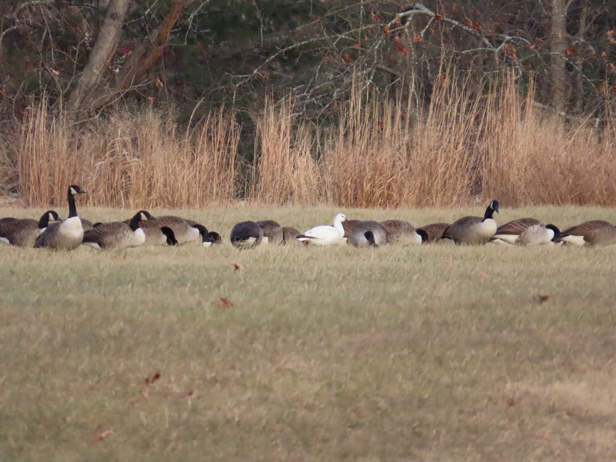 אווז קנדי - ML646670229