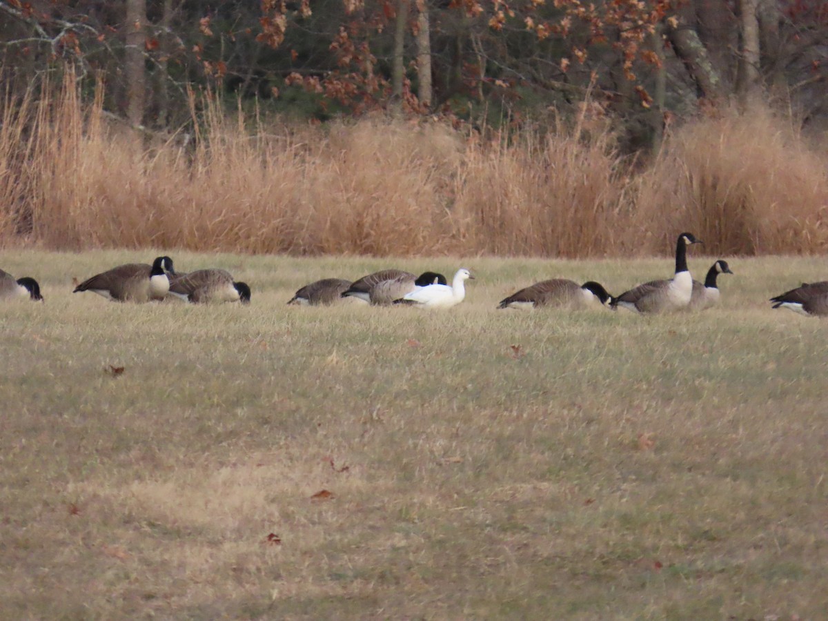 אווז קנדי - ML646670230