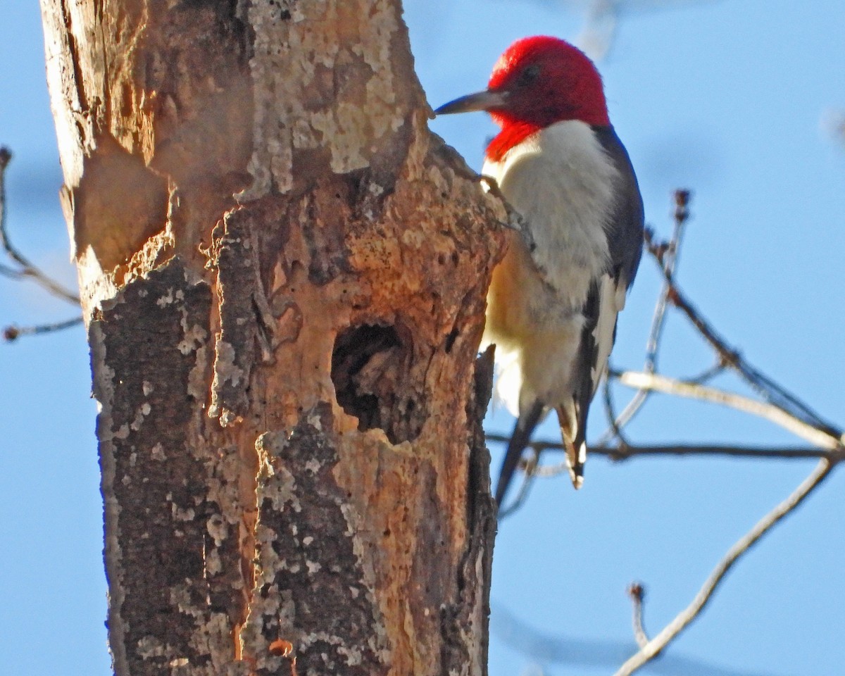 Red-headed Woodpecker - ML646670231